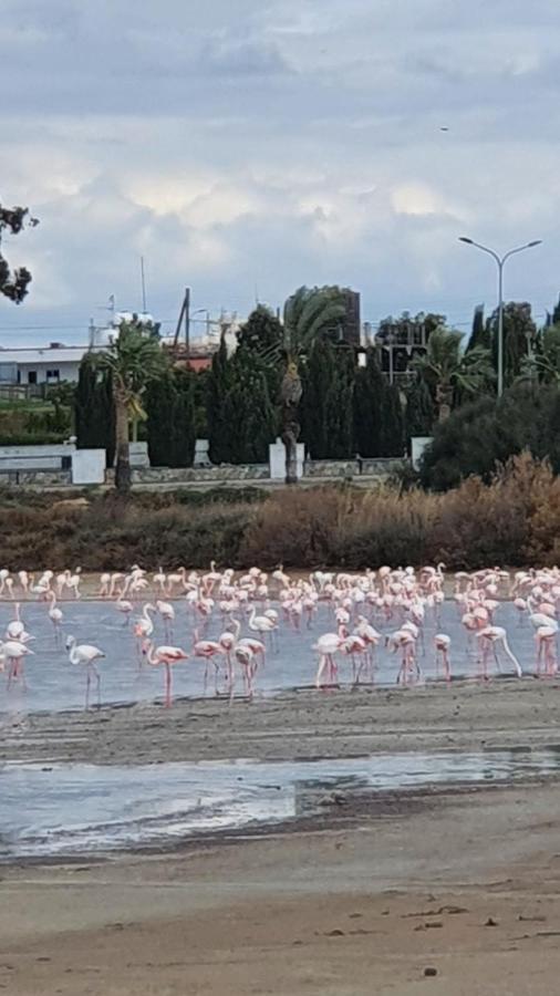 Must Stay - Sea & Salt Lake Panoramic View Apt Larnaca Zewnętrze zdjęcie